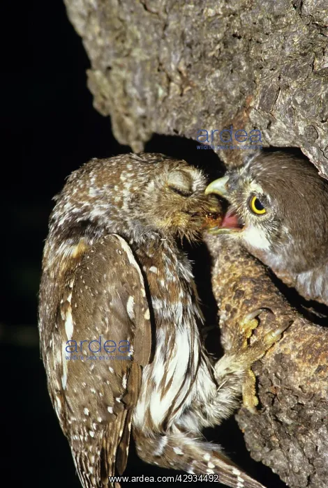 : Pearl Spotted Owl - feeding chick - note parent : Pearl Spotted Owl - feeding chick - note parent