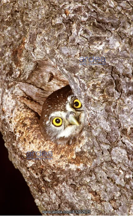 : PEARL SPOTTED OWL - peering out of hole in tree trunk : PEARL SPOTTED OWL - peering out of hole in tree trunk