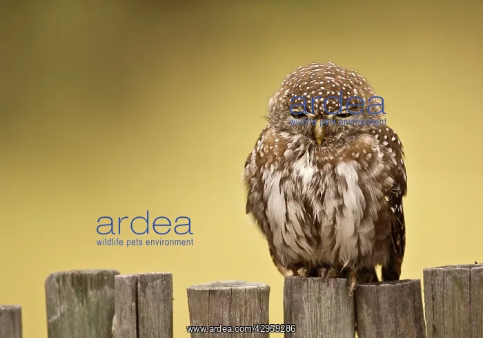 : Pearl-spotted Owl - Sitting on fence : Pearl-spotted Owl - Sitting on fence