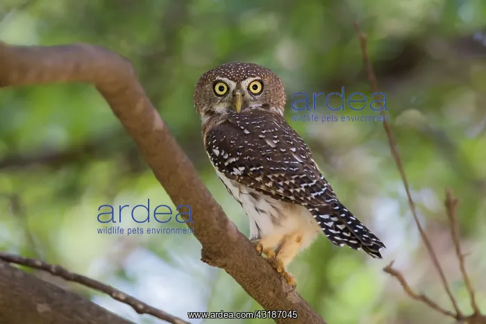 : Pearl-spotted Owlet : Pearl-spotted Owlet