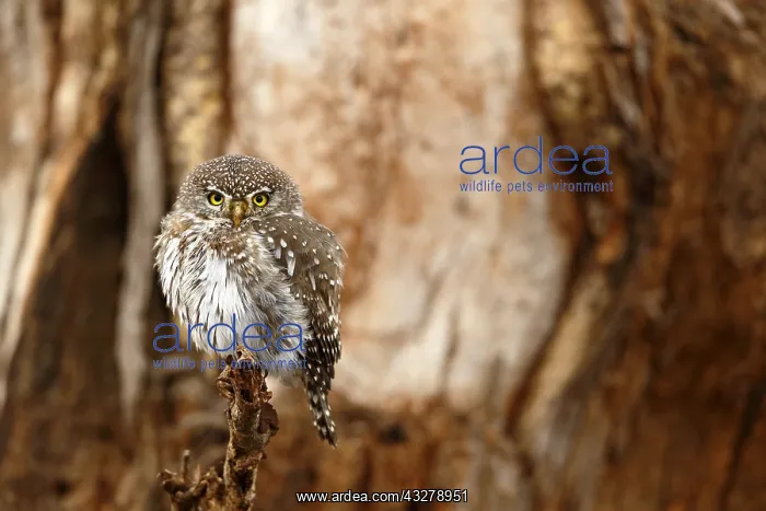 : Pearl-spotted Owlet (Glaucidium perlatum) perch : Pearl-spotted Owlet (Glaucidium perlatum) perch