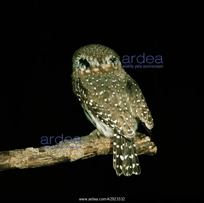 : Pearl-spotted OWLET - showing false eye spots : Pearl-spotted OWLET - showing false eye spots