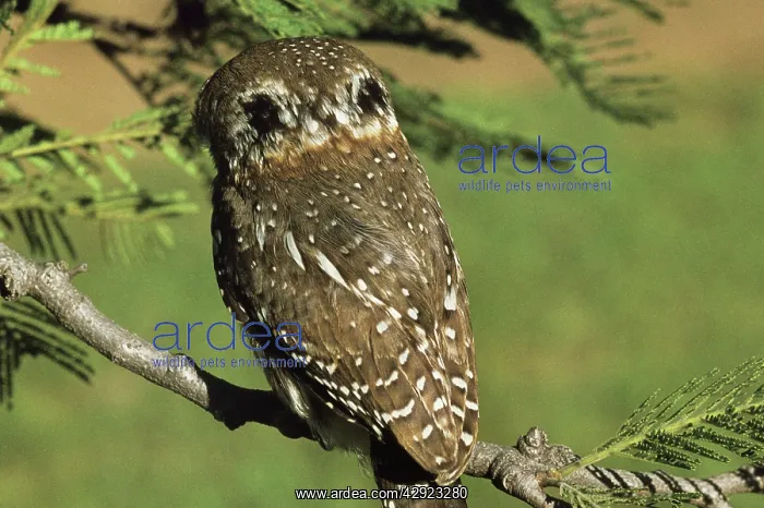 : Pearl Spotted Owlet - showing false eyespots : Pearl Spotted Owlet - showing false eyespots