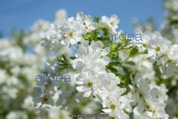  : Pearlbush, Exochorda x macrantha The Bride, Close