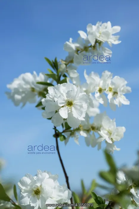 : Pearlbush, Exochorda x macrantha The Bride, Close : Pearlbush, Exochorda x macrantha The Bride, Close