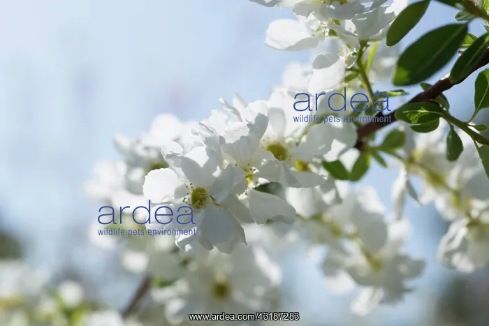 : Pearlbush, Exochorda x macrantha The Bride, Close : Pearlbush, Exochorda x macrantha The Bride, Close