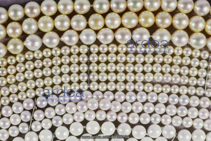 : Pearls. Strands of pearls of various sizes and colors : Pearls. Strands of pearls of various sizes and colors