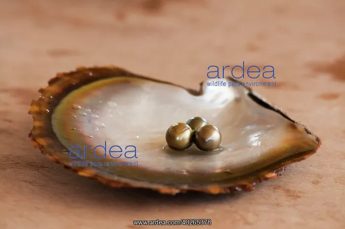 : Pearls on oyster shell, Fiji, Oceania Pearls on : Pearls on oyster shell, Fiji, Oceania Pearls on