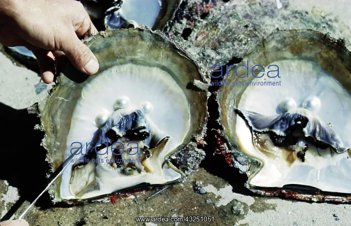  : Pearls ready for harvest