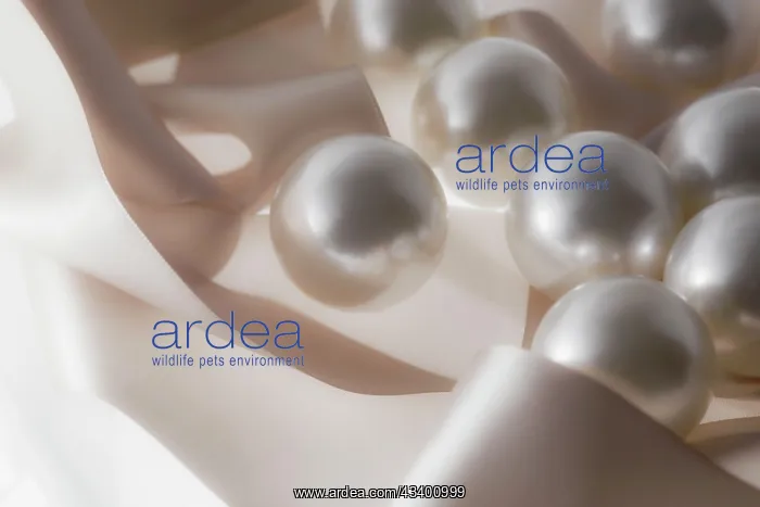 : Pearls and ribbons : Pearls and ribbons