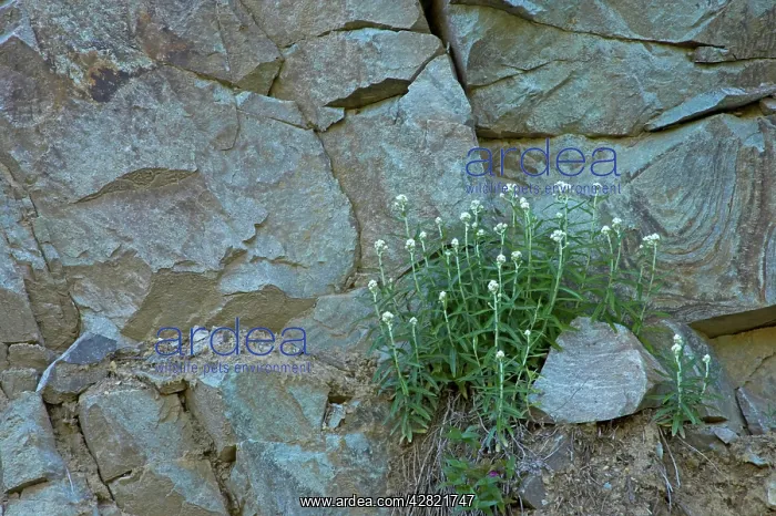 : Pearly Everlasting growing on rock face : Pearly Everlasting growing on rock face
