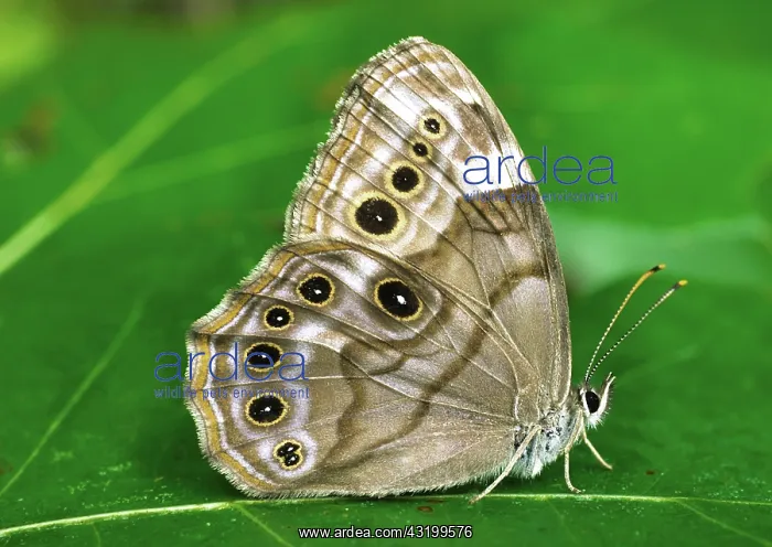 : Pearly Eye Butterfly : Pearly Eye Butterfly