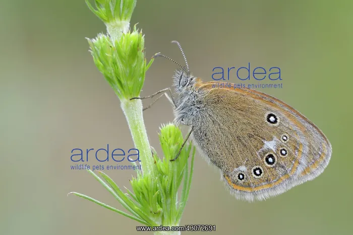 : Pearly Heath : Pearly Heath