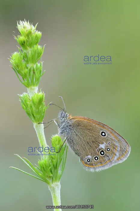 : Pearly Heath : Pearly Heath