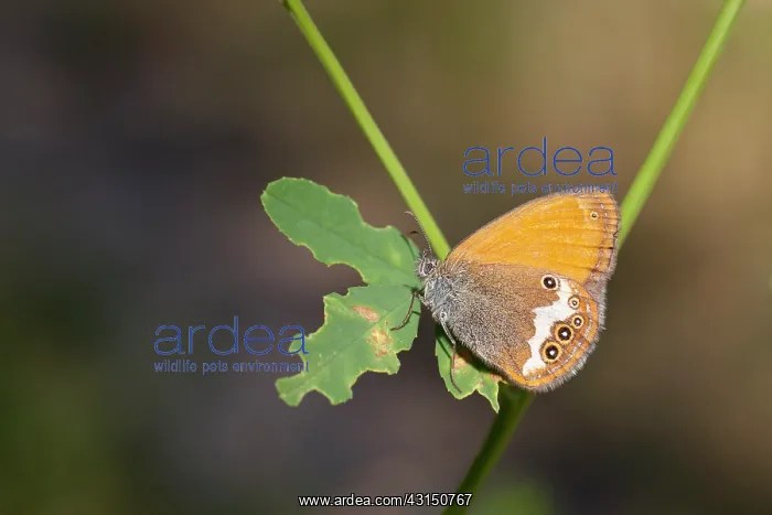 : Pearly Heath : Pearly Heath