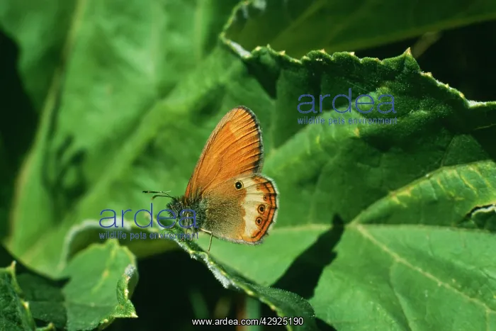 : Pearly Heath BUTTERFLY - on leaf : Pearly Heath BUTTERFLY - on leaf
