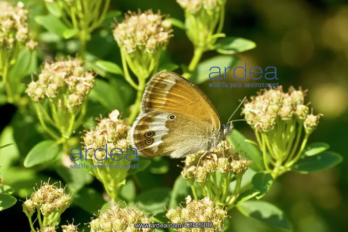 : Pearly heath - underside, feeding on flower : Pearly heath - underside, feeding on flower