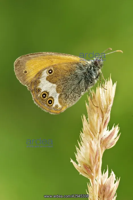 : Pearly heath - Underside, resting on grass seed head : Pearly heath - Underside, resting on grass seed head
