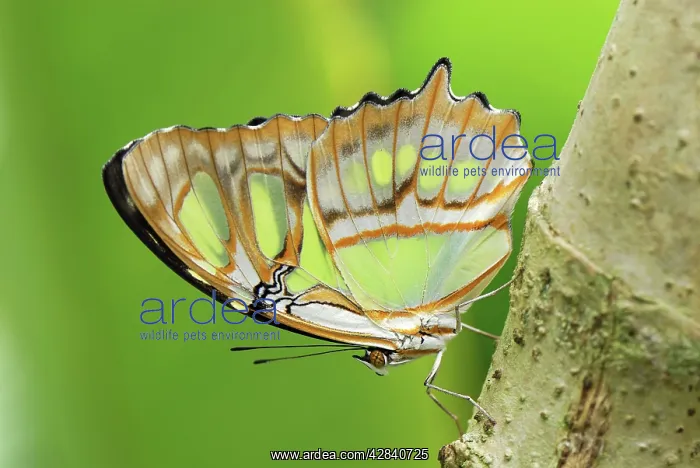 : Pearly Malachite Butterfly : Pearly Malachite Butterfly