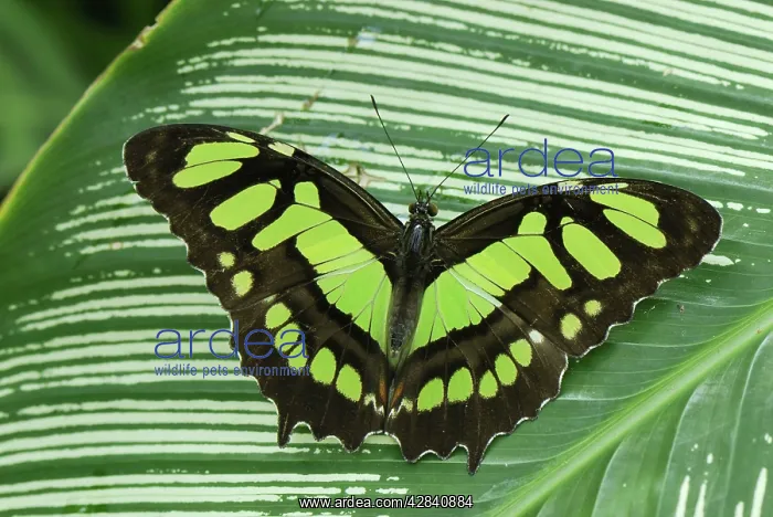 : Pearly Malachite Butterfly : Pearly Malachite Butterfly