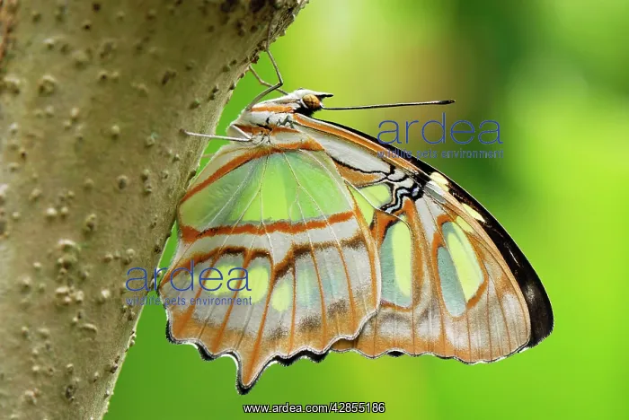 : Pearly Malachite Butterfly : Pearly Malachite Butterfly