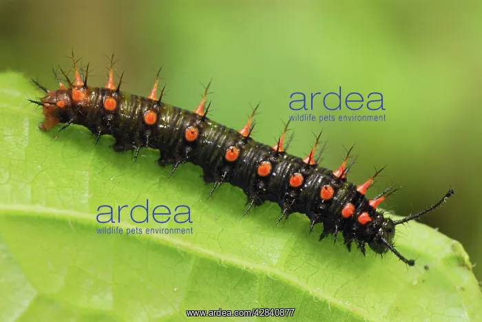 : Pearly Malachite Butterfly Caterpillar : Pearly Malachite Butterfly Caterpillar