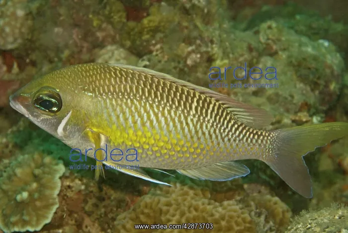 : Pearly Monocle-bream - Not very common, this fish : Pearly Monocle-bream - Not very common, this fish
