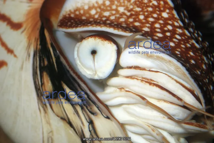 : Pearly Nautilus eye : Pearly Nautilus eye