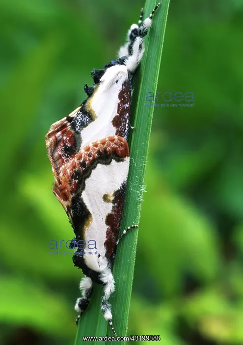 : Pearly Woodnymph moths : Pearly Woodnymph moths