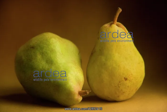  : Pears - two