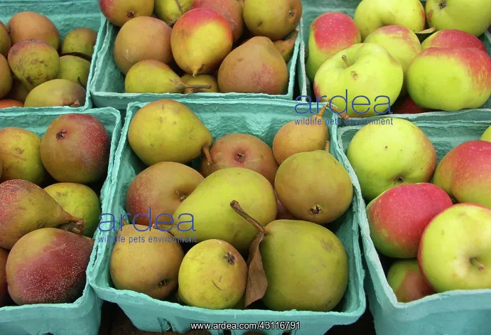 : Pears : Pears