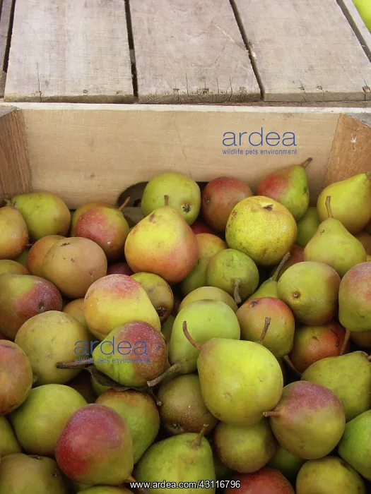 : Pears : Pears
