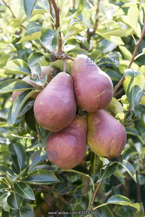 : Pears Williams rouge in an orchard : Pears Williams rouge in an orchard