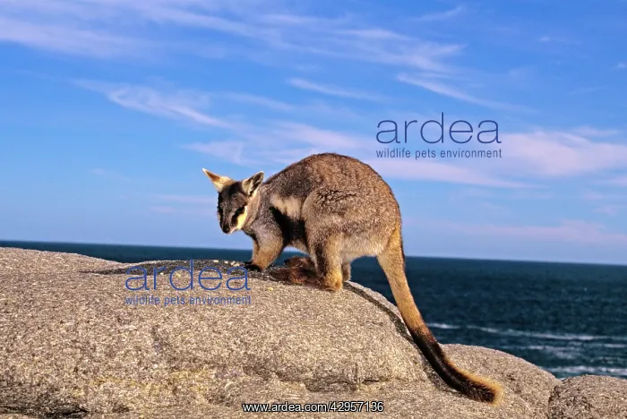 : Pearson Island Rock-wallaby : Pearson Island Rock-wallaby