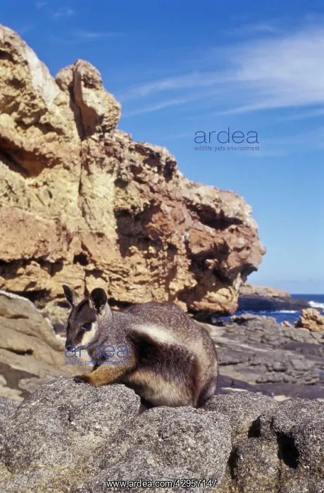  : Pearson Island Rock-wallaby