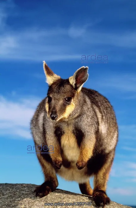 : Pearson Island rock-wallaby : Pearson Island rock-wallaby