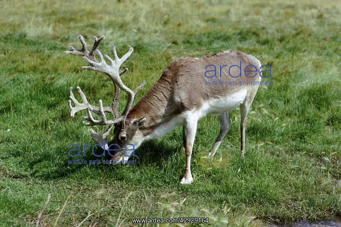 : Peary's CARIBOU - male eating grass : Peary's CARIBOU - male eating grass