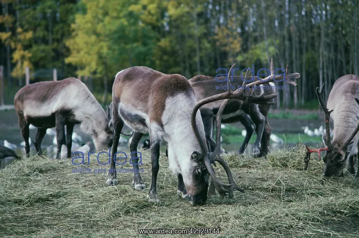 : Peary's CARIBOU - male feeding : Peary's CARIBOU - male feeding