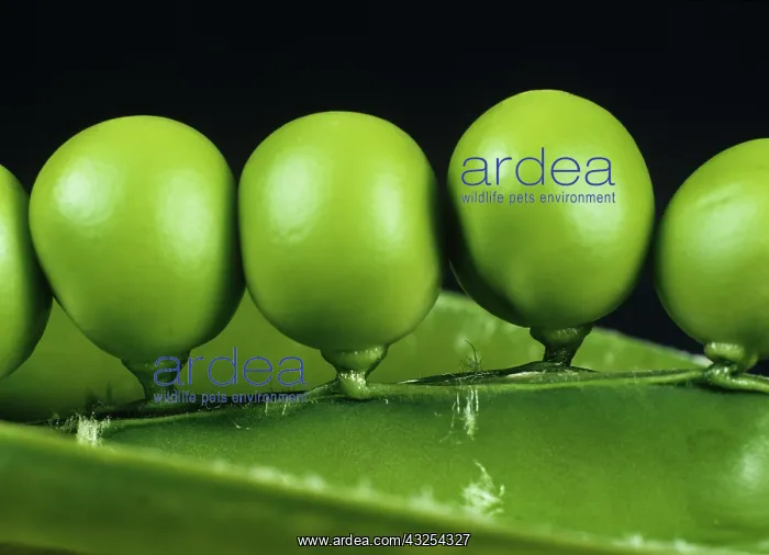 : Peas in an opened pea pod : Peas in an opened pea pod