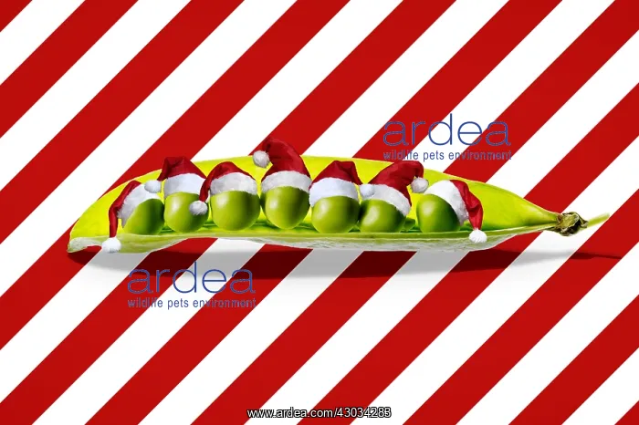 : Peas, Petit Pois in a pod with Christmas hats : Peas, Petit Pois in a pod with Christmas hats