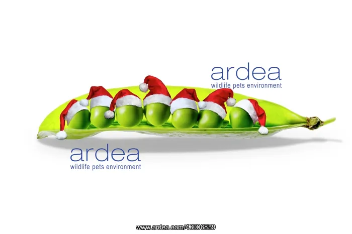 : Peas Petit Pois in a pod wearing Christmas hats Digital Manipulation : Peas Petit Pois in a pod wearing Christmas hats Digital Manipulation