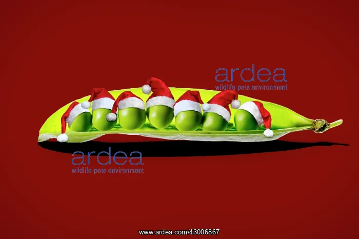 : Peas Petit Pois in a pod wearing Christmas hats Digital Manipulation : Peas Petit Pois in a pod wearing Christmas hats Digital Manipulation