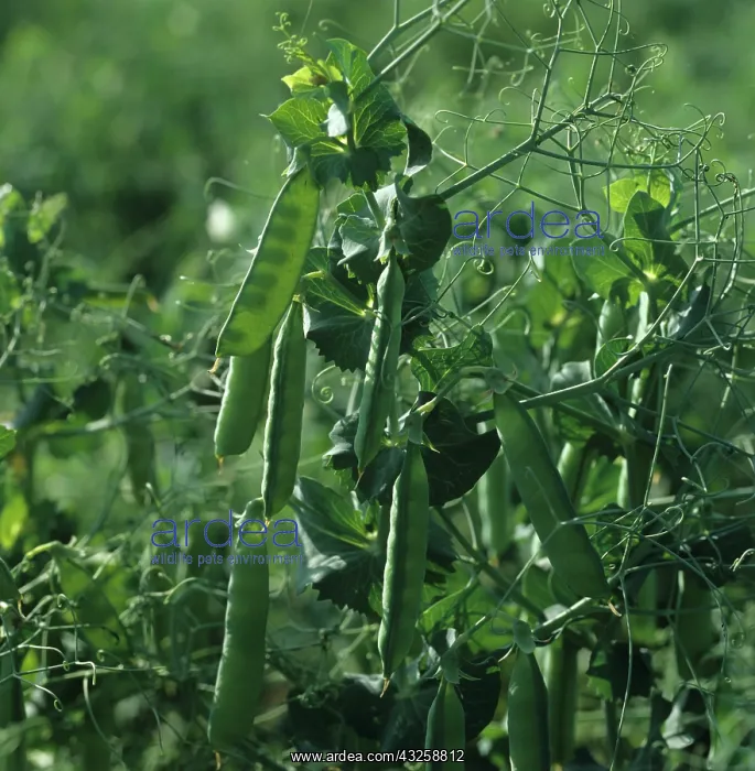 : Peas (Pisum sativum) : Peas (Pisum sativum)