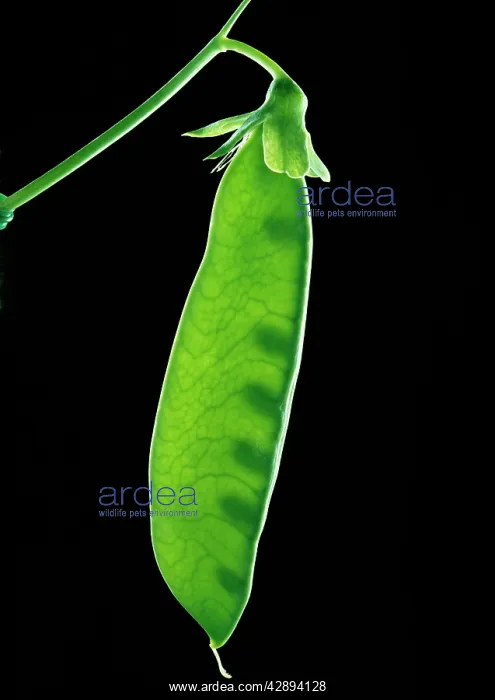  : Peas in pod