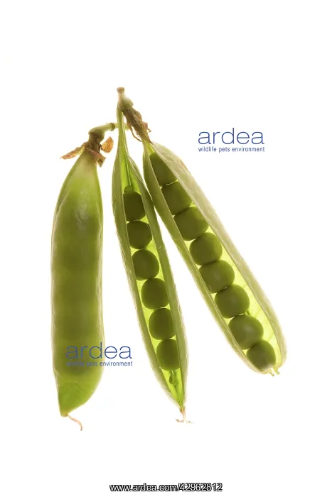  : Peas - in a pod
