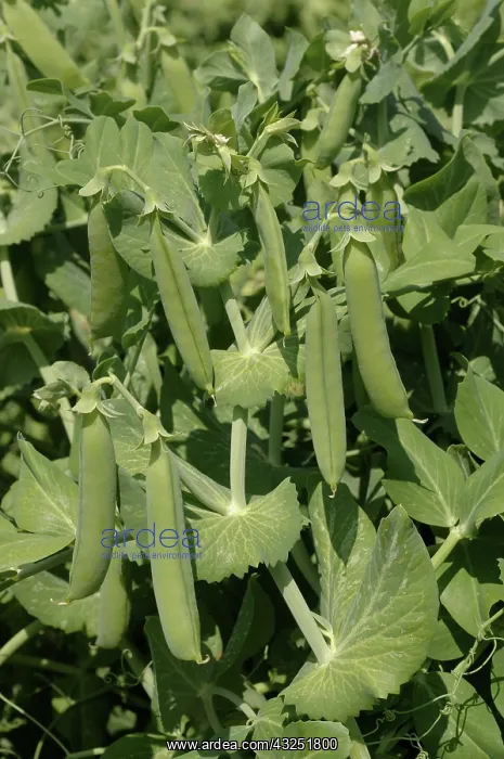: Peas in Pods : Peas in Pods