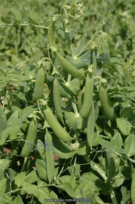 : Peas in Pods : Peas in Pods