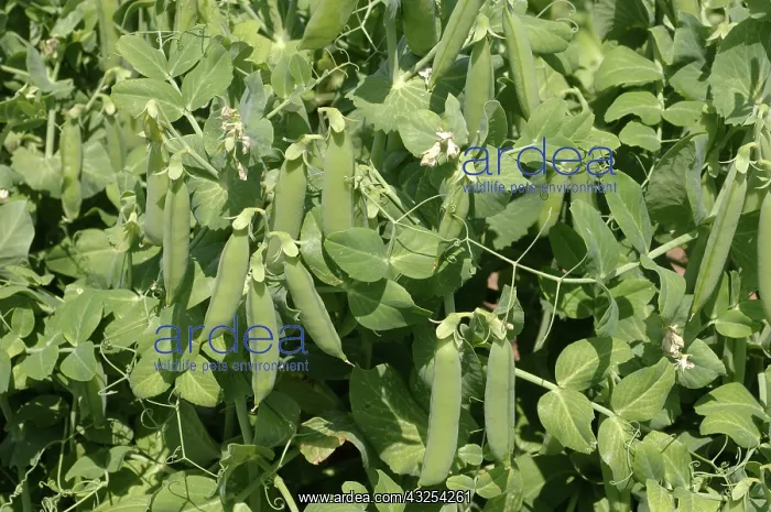 : Peas in Pods : Peas in Pods