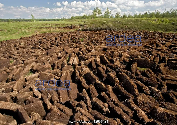 : Peat bog nature reserve, near Zakopane : Peat bog nature reserve, near Zakopane