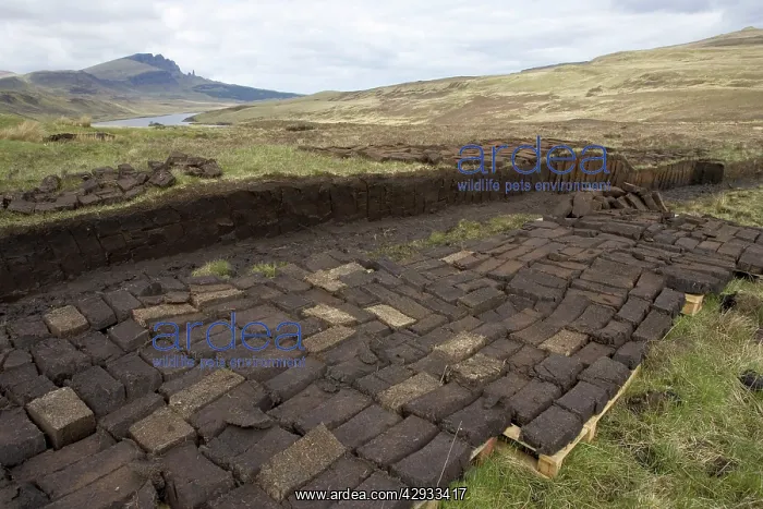 : Peat cutting with blocks / briquettes drying : Peat cutting with blocks / briquettes drying